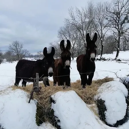 Des Hirondelles Vic-sur-Cère
